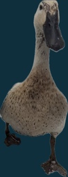Snap the duck
